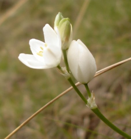 Ornithogalum juncifolium buff anthers